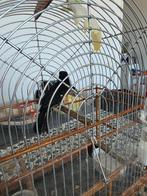 Twatwa, Dieren en Toebehoren, Mannelijk, Tropenvogel, Geringd