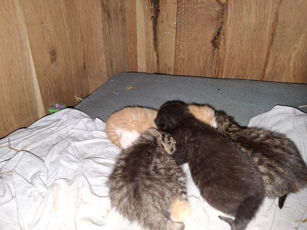 Lieve kittens, Dieren en Toebehoren, Meerdere dieren