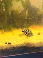 Blue polar parrot, Vis