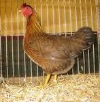 Welsumer kippen., Dieren en Toebehoren, Pluimvee, Vrouwelijk, Kip