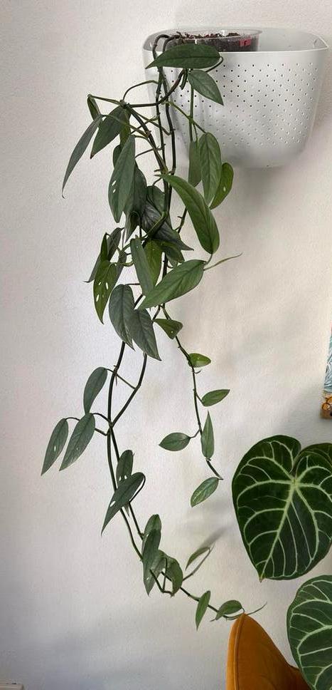 Grote Epipremnum Pinnatum Cebu Blue, Ophalen, 100 tot 150 cm, Overige soorten, Halfschaduw