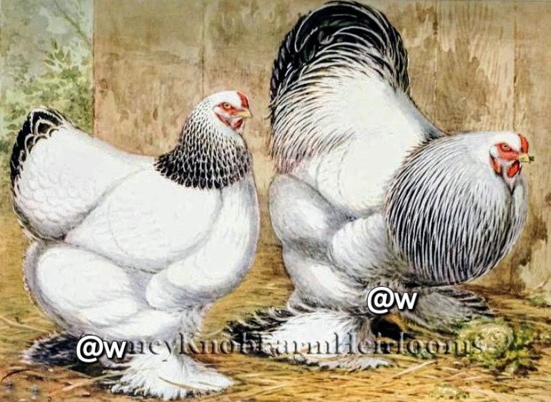 Te koop ..Gevraagd ,, Dieren en Toebehoren, Vrouwelijk, Kip