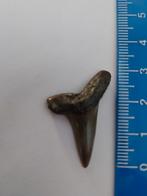 Te koop 3 centimeter grote fossiele haaientand, Ophalen of Verzenden, Fossiel