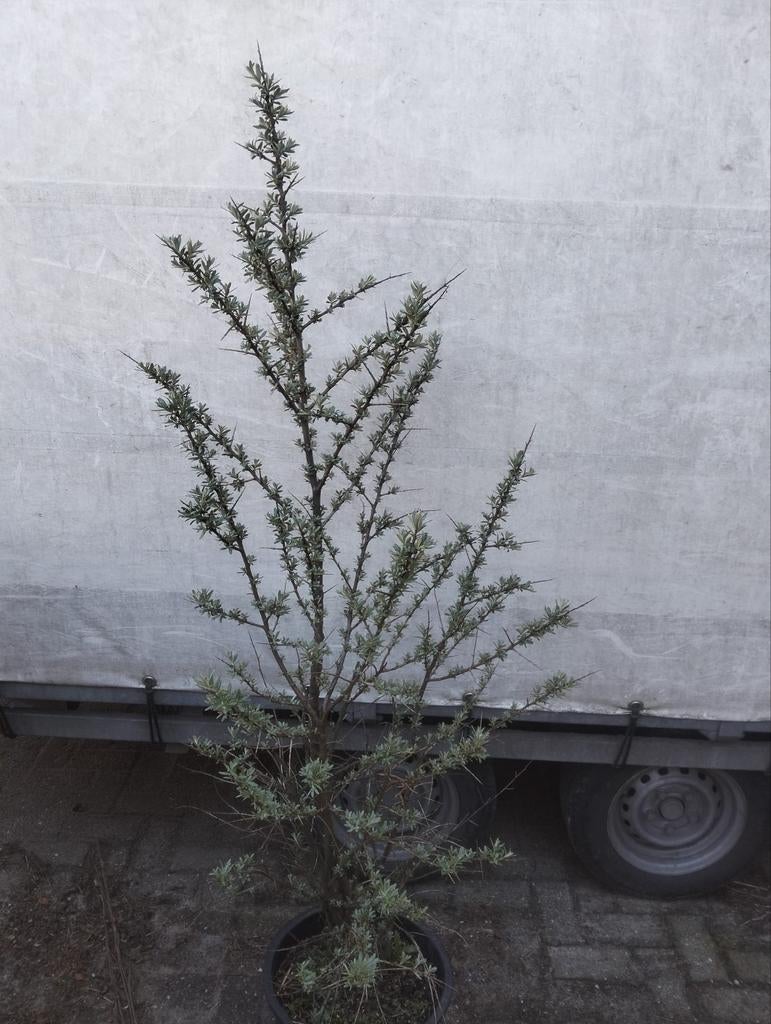 Duindoorn Hippophae rhamnoides 125/150 cm hoog met kluit, Ophalen, Overige soorten, Struik, 250 cm of meer