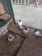 5 .mooie  postduiven  blouw witpen tentoonstelling duiven, Dieren en Toebehoren, Vogels | Duiven, Meerdere dieren, Postduif