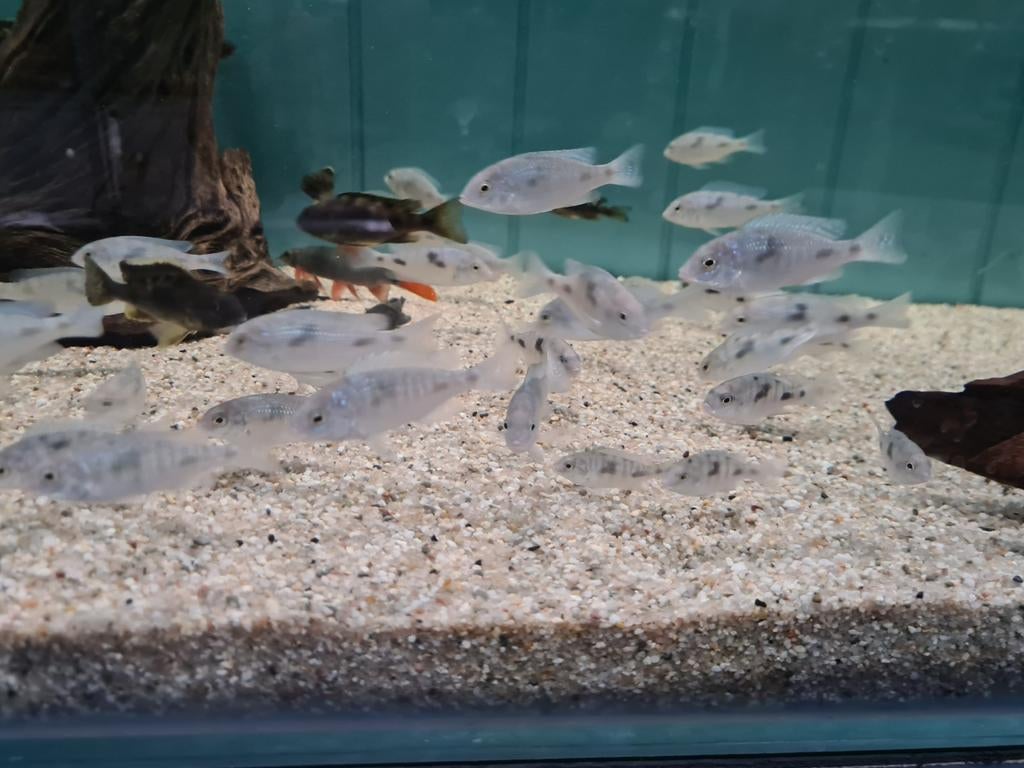 Cyrtocara Moorii Malawi Cichliden, Dolfijn Cichliden, Dieren en Toebehoren, Vissen | Aquariumvissen, Vis, Zoetwatervis