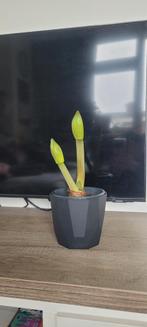 Plant met pot, Ophalen of Verzenden, Zo goed als nieuw, Rond, Minder dan 30 cm