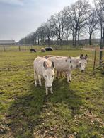 Bonte merrie en ruin 1,5 jaar, Dieren en Toebehoren, September, Meerdere dieren