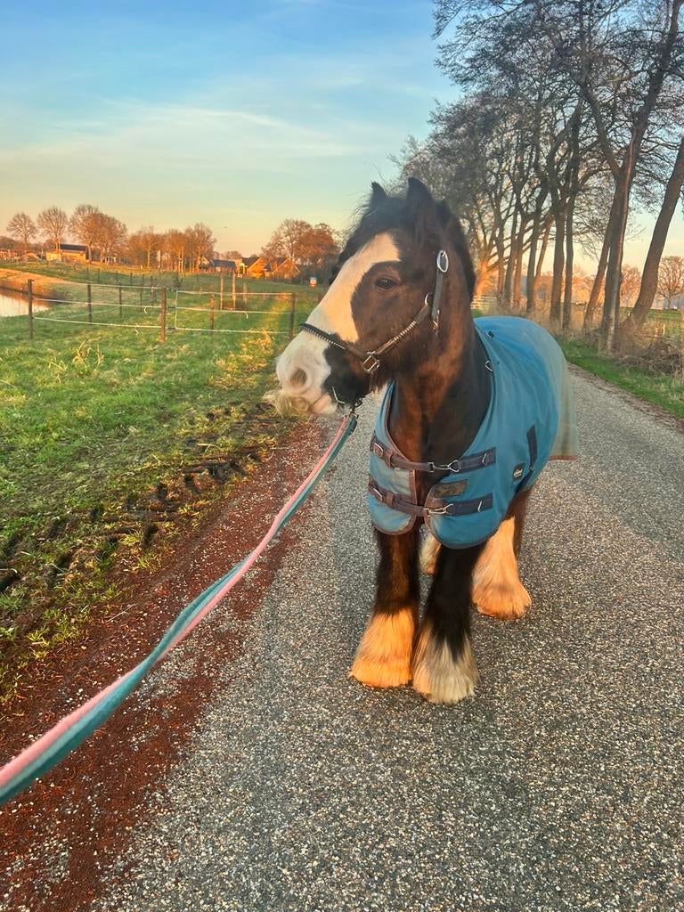 Tinker ruin, bomproof kinderpony., Dieren en Toebehoren, Pony's, Ruin, 11 jaar of ouder