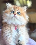 Gezocht: Britse langhaar kitten black golden shaded., Poes