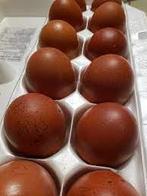 Marans hennen kuikens, Dieren en Toebehoren, Pluimvee, Vrouwelijk, Kip