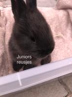 Duitse reus Seal Sable voedster, Dieren en Toebehoren, Konijnen, Vrouwelijk, Groot