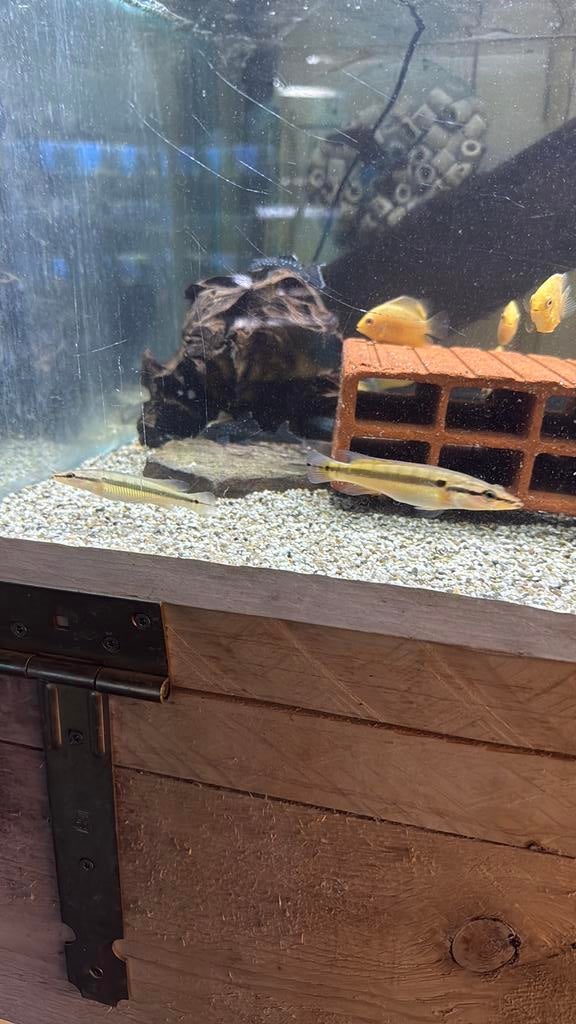 Crenicichla zebrina