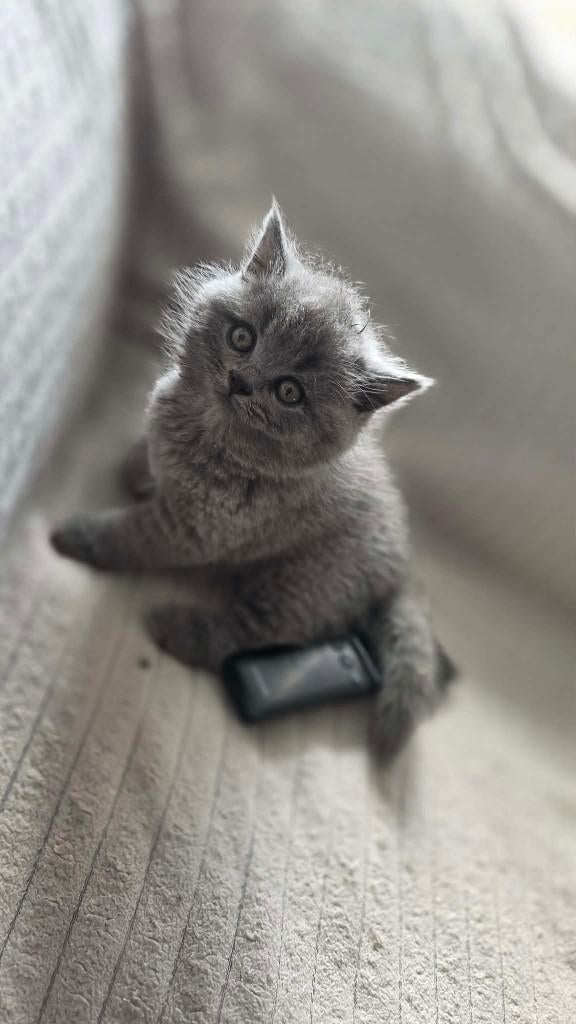 Britskorthaar kittens, Dieren en Toebehoren, Katten en Kittens | Raskatten | Korthaar, Meerdere dieren, Ontwormd, 0 tot 2 jaar