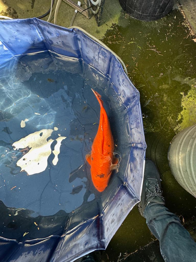 Goudvis ca 40 cm!, Goudvis(sen)