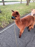 Alpaca, Dieren en Toebehoren, Overige Dieren, Augustus, Mannelijk