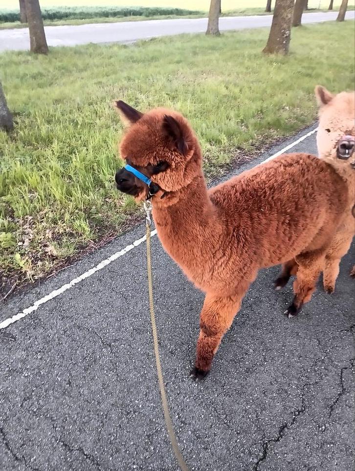 Alpaca, Dieren en Toebehoren, Overige Dieren, Mannelijk, Augustus