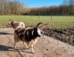2-jarige 4-hoornige Jacob ram, Dieren en Toebehoren, Mannelijk, Schaap