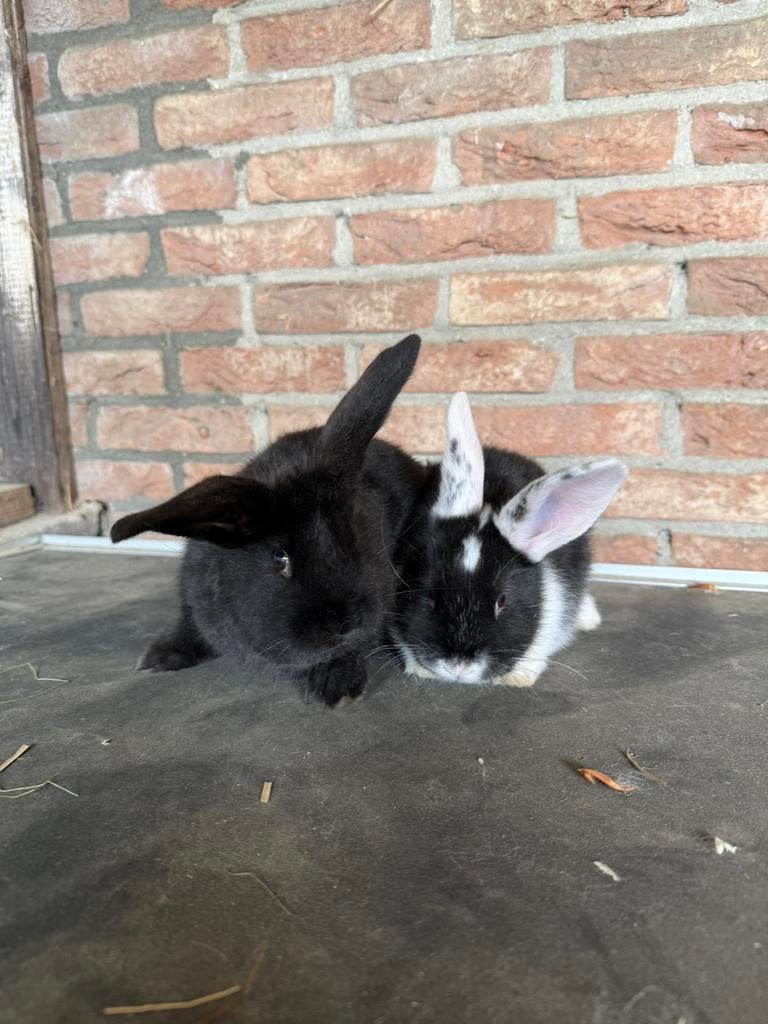 2 rammen, Mannelijk, Groot, Hangoor