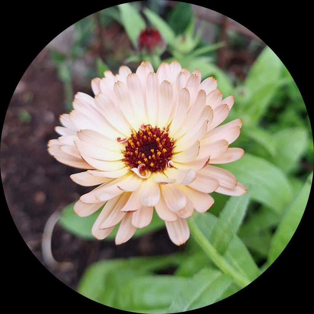 Zaden van GOUDSBLOEM, Ophalen, Gehele jaar, Volle zon, Zaad