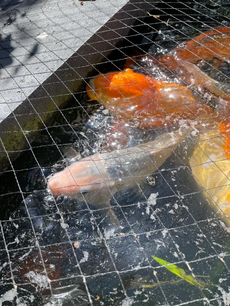 Gin Matsuba Japanse koi, Dieren en Toebehoren, Vissen | Vijvervissen, Karper of Koi