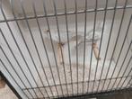 Broedkoppel kanaries, Dieren en Toebehoren, Meerdere dieren, Kleurkanarie