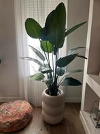 Grote kunst nep strelitzia plant +_ 180 cm, Ophalen, Zo goed als nieuw
