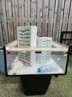 Grote bak voor mierenkolonie, Dieren en Toebehoren, Insecten en Spinnen, Mieren