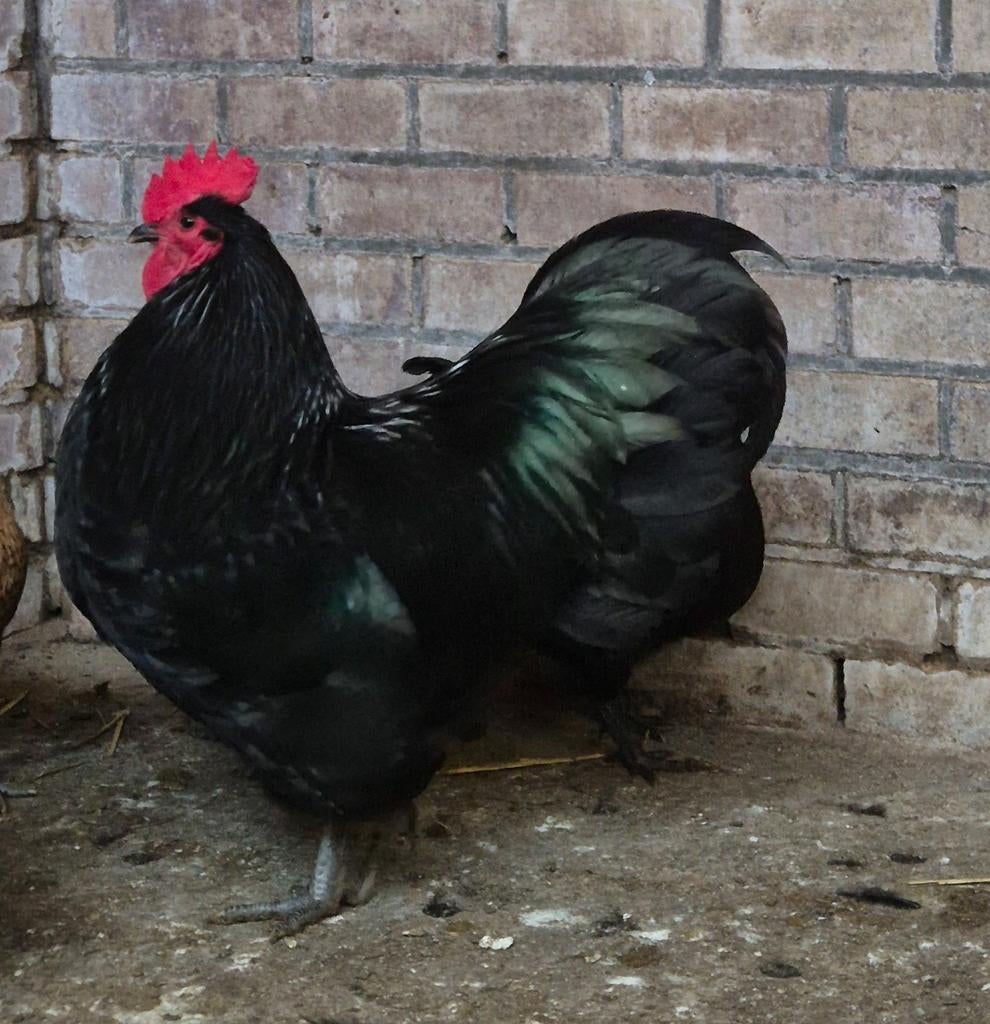 Broedeieren Australorp groot ras, Dieren en Toebehoren, Geslacht onbekend, Kip