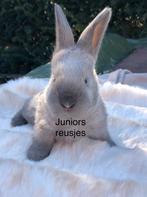 Duitse reus Sallander vienna marked, Dieren en Toebehoren, Konijnen, Mannelijk, Groot