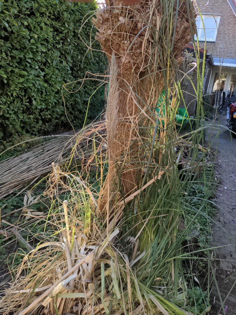 Siergras riet, Ophalen, Vaste plant, Siergrassen, Volle zon
