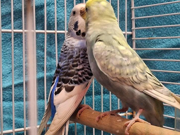 Mooi koppel grasparkieten kweekkoppel, Dieren en Toebehoren, Vogels | Parkieten en Papegaaien, Parkiet, Meerdere dieren, Tam