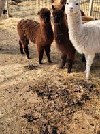 Alpaca hengstjes van 2025, Dieren en Toebehoren, Juli, Mannelijk