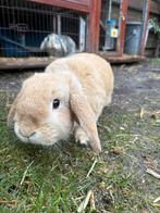 GRATIS - Hangoor konijnen + konijnenhok, Dieren en Toebehoren, Meerdere dieren, Hangoor