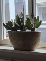 3 grote plantenpotten incl. Plant, Ophalen, Zo goed als nieuw, Rond, Aardewerk