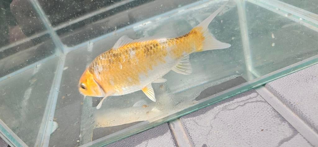 Cyprinus carpio carpio koi, Karper of Koi