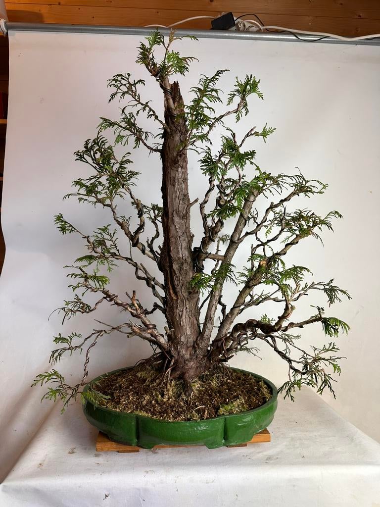 De laatste bomen van Bonsaishop Fagus, Ophalen, Bloeit niet, Volle zon, Overige soorten