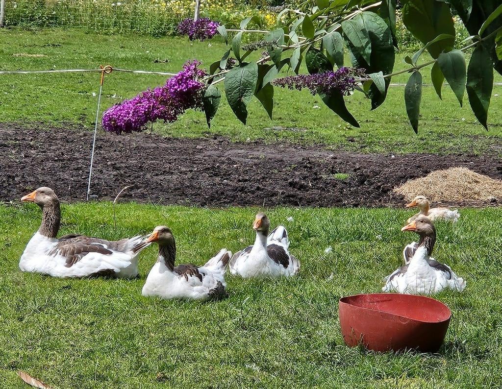 Raszuivere Pommerse ganzen, Dieren en Toebehoren, Pluimvee, Meerdere dieren, Gans of Zwaan