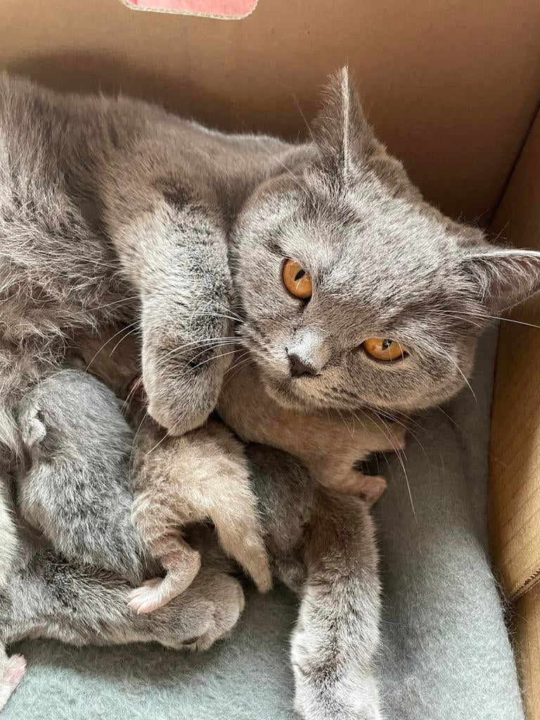 Nestje Britse korthaar kittens (1 april geboren), Geslacht onbekend, Ontwormd, 0 tot 2 jaar