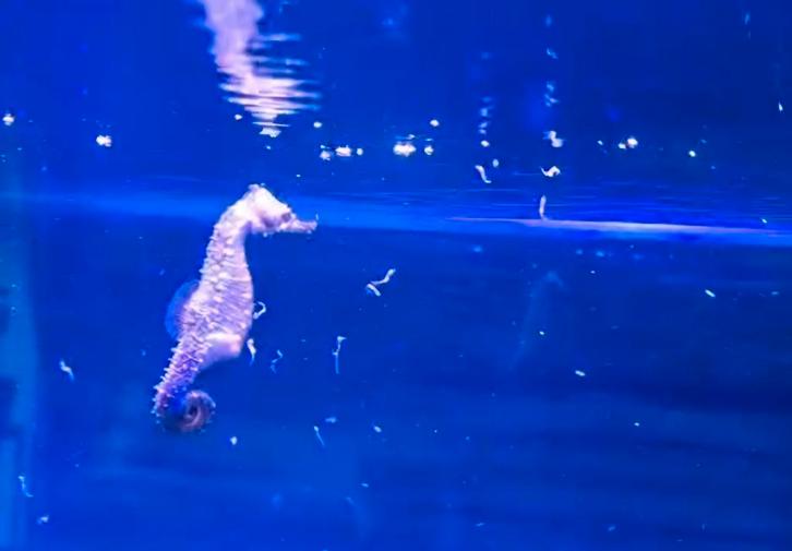 Hippocampus erectus(met bright yellow gen)

Nakweek 10/13cm, Dieren en Toebehoren, Vissen | Aquaria en Toebehoren, Nieuw, Plant(en), Steen of Hout