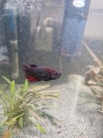 2 betta vrouwen 1 betta crown tale, Dieren en Toebehoren, Vissen | Aquariumvissen, Vis