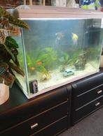 aquarium te koop. 68cm lang en 35 breed, Vis