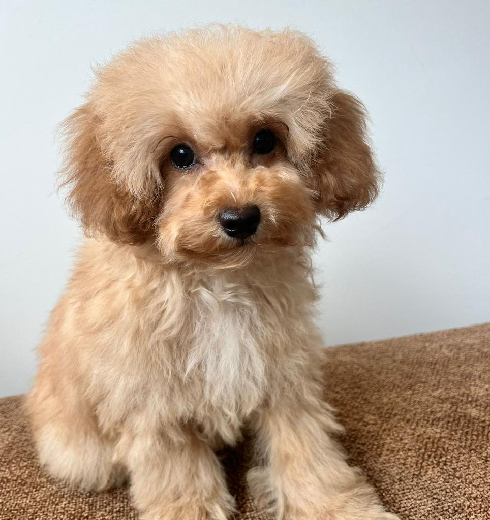 Maltipoo mini F1 teefje pup, Particulier, Overige rassen, 8 tot 15 weken, Buitenland
