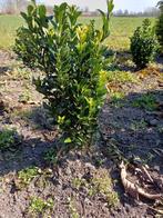 Euonymus Green Spire, Tuin en Terras, Planten | Struiken en Hagen, Ophalen, Overige soorten, Haag, Minder dan 100 cm