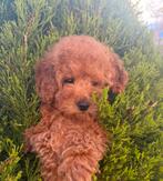 Toy poedel berengezicht, Poedel, Particulier, 15 weken tot 1 jaar, Buitenland