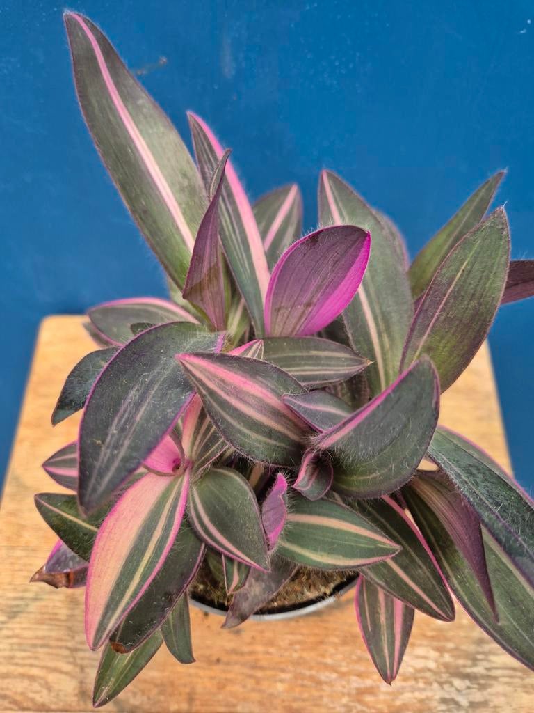 Tradescantia Pink Stripe p12 (3), Huis en Inrichting, Ophalen of Verzenden, Halfschaduw, Minder dan 100 cm