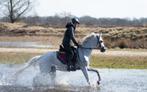 Bijrijdpaard gezocht, Dieren en Toebehoren, Paarden en Pony's | Overige Paardenspullen, Ophalen, Zo goed als nieuw, Dressuur