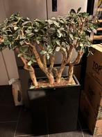 Mooie plantenbak met kunstplant voor in de woonkamer, Overige materialen, Gebruikt, 100 cm of meer, Ophalen of Verzenden