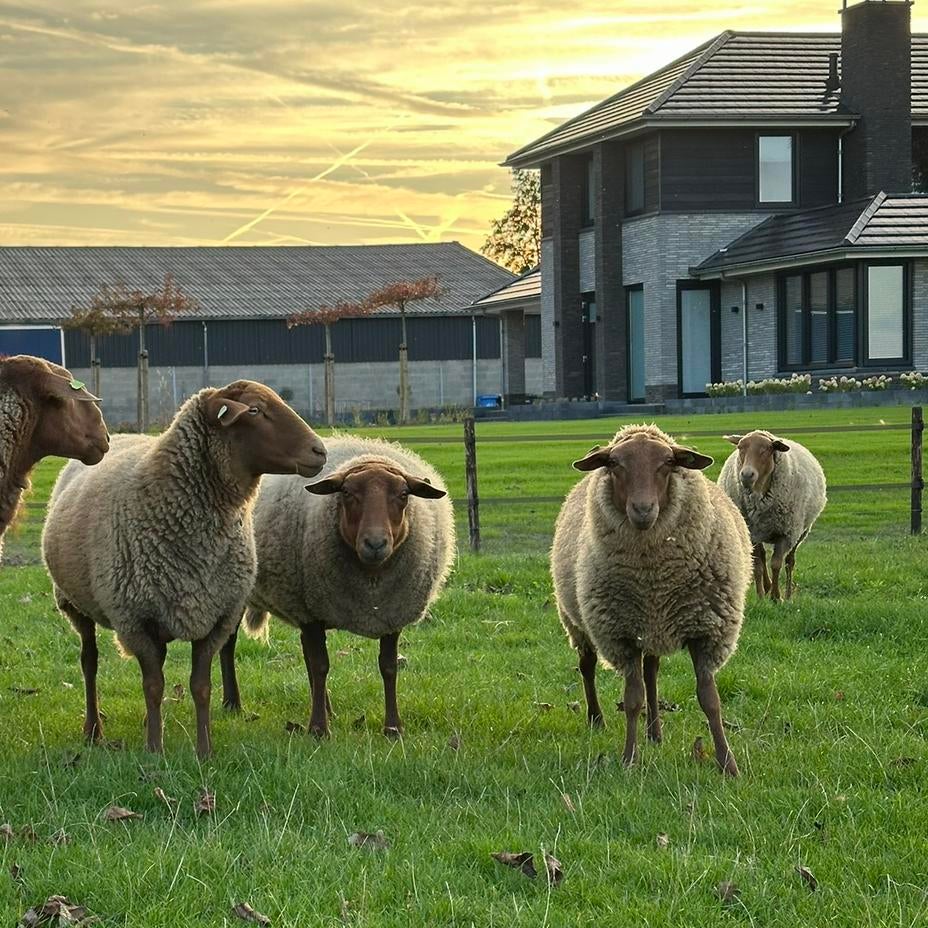Gratis wol coburger fuchs, Dieren en Toebehoren, Schapen, Geiten en Varkens, Meerdere dieren, Schaap