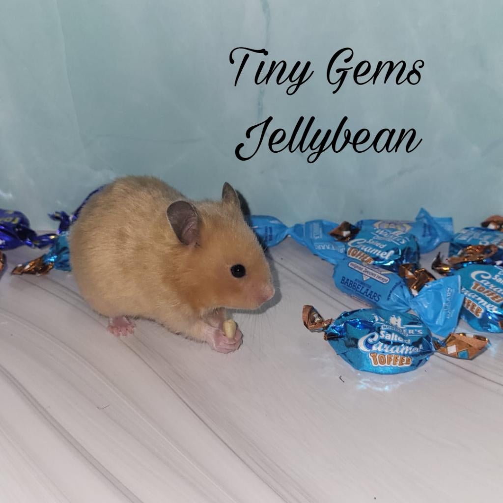 Jonge goudhamsters, direct beschikbaar, Hamster, Maart, Meerdere dieren, Tam